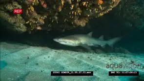 Ragged Tooth Shark in cave on Aliwal Shoal, resting on sand floor