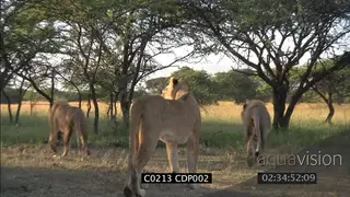 Lion pride with Lioness and Male Lions start Giraffe hunt CU