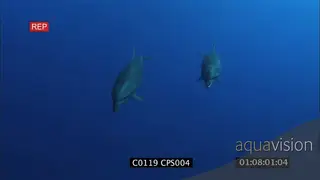 A pair of bottlenose dolphins swimming around UW