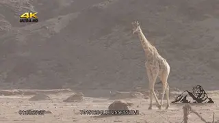 Giraffe walking around GENERAL BEHAVIOUR DRY MLS PAN MS