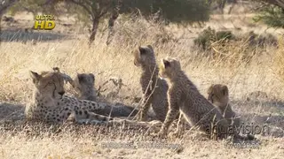 Female Cheetah laying down, falling asleep while cubs looking around the territory.