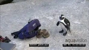 African Penguins at Boulders Beach