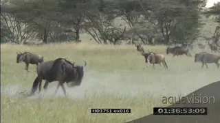 Blue Wildebeest bulls joist and fighting in territorial displays on savannah during.