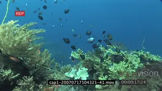 View of an aquarium in ocean and varied sea fishes swimming and passing by SCENIC…