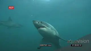 A pair of Great white sharks gently swimming underwater in ocean passing by and over.