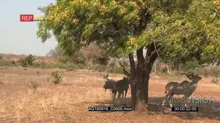 Greater kudu male reaching for some flowers in a tree to eat while other two kudus.