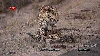 Mating display of female and male Leopard, late afternoon.