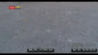 Aerial Drone African lioness walking over bushveld salt-pan