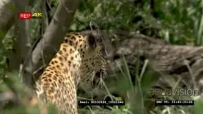 Leopard stalking prey in bush