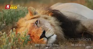 African male Lion laying down, sleeping and resting.