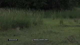 Leopards Laying Down in Long Thick Reeds Stalking GENERAL BEHAVIOUR