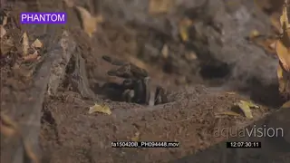 Skink Lizard escapes Baboon Spider MS SLOW 2SHOT