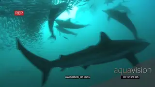 Dusky Sharks and Common Dolphins swimming underwater in ocean through Sardines with Cape.