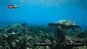 A pair of loggerhead swimming over the Dani Keli reef UW