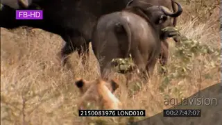 Cape Buffalo and Lion interaction sequence