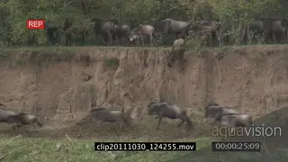 Blue Wildebeest herd migrating running on bushveld and jumping down cliff WS PAN HAND.