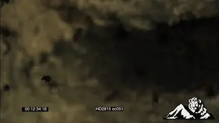 Swarm of African honey Bees flying near a rock