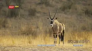 Gemsbok standing and walking towards camera at golden light