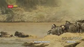 Wildebeest and zebra herd jumps into mara river
