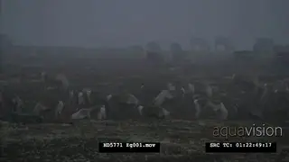 Reindeer herd, also known as caribou in North America.