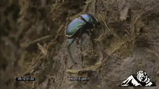 XCU of dung beetle rolling dung