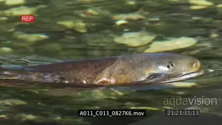 Cutthroat Trout swimming in river rising to eat an insect HA MS PAN