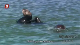 Adult Sea Otter floating above the water surface.