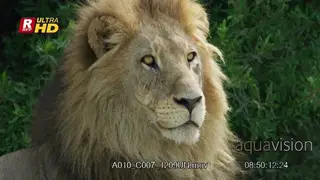 African Male Lion laying down and looking around guarding.