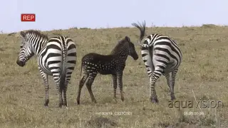 Rare Zebra foal with polka dots spotted in Kenya and standing with two adults.