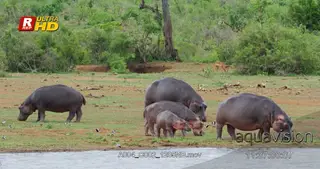 Four adult Hippos and a young standing and grazing on grass.