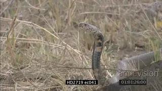 Mozambique Spitting Cobra crawling backwards and moving through grass MCU PAN ZI ZO LS