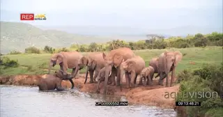 African Elephant Calf Walking out of the River Elephant Herd drinking water WS