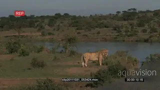 African Lion standing on bushveld looking around LWS PAN