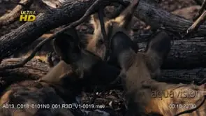 Three young African Wild Dog pubs laying down, resting and grooming one another