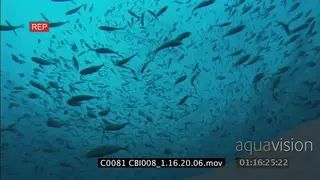 SCHOOL OF FISH FILMED FROM BELOW AGAINST THE LIGHT