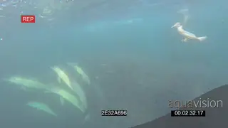 Cape Fur Seals Common Dolphins swimming circling around Cape Gannets diving into Sardine.
