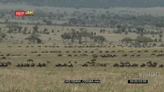 Blue Wildebeest herd walking and grazing in the savannah XWS HAND