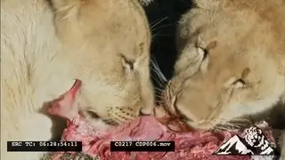[2] Lionesses Feeding on the Lion cub and Python