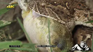 Puff Adder killing a young bullfrog MCU PREDATION