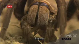 Baboon tarantula spider feeding on a prey CU GOOD LIGHT