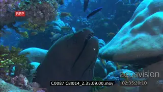 Undulated Moray in colourful coral reef CU