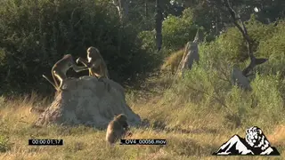 A troop of chacma sitting and feeding from the grass others on a dirt mount play…