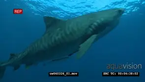 Tiger Shark with Remora Fish swimming underwater in ocean and passing by camera WS PAN.