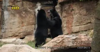 Two adult Black bears fighting, intimidation behaviour.
