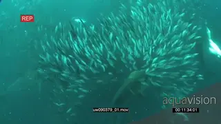 Dusky Sharks swimming with Sardines underwater in ocean and Cape Gannets fishing WS HAND