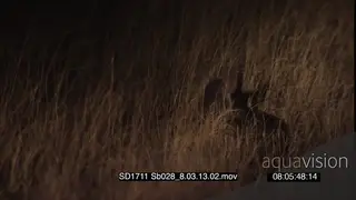 Juvenile Brown hyena at den walking around through tall dry grass at night