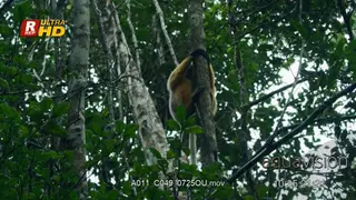 A pair of White-fronted brown lemur climbing down, dancing.