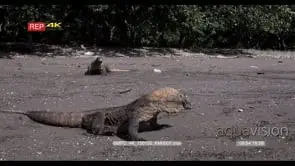 MS Panning Three Komodo Dragons, Varanus komodoensis, one shakes its tongue about