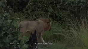 African Male Lions [2] Walking in the Bush Hunting GENERAL BEHAVIOUR