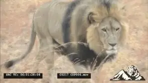 African Male Lion walking towards the camera and passes by